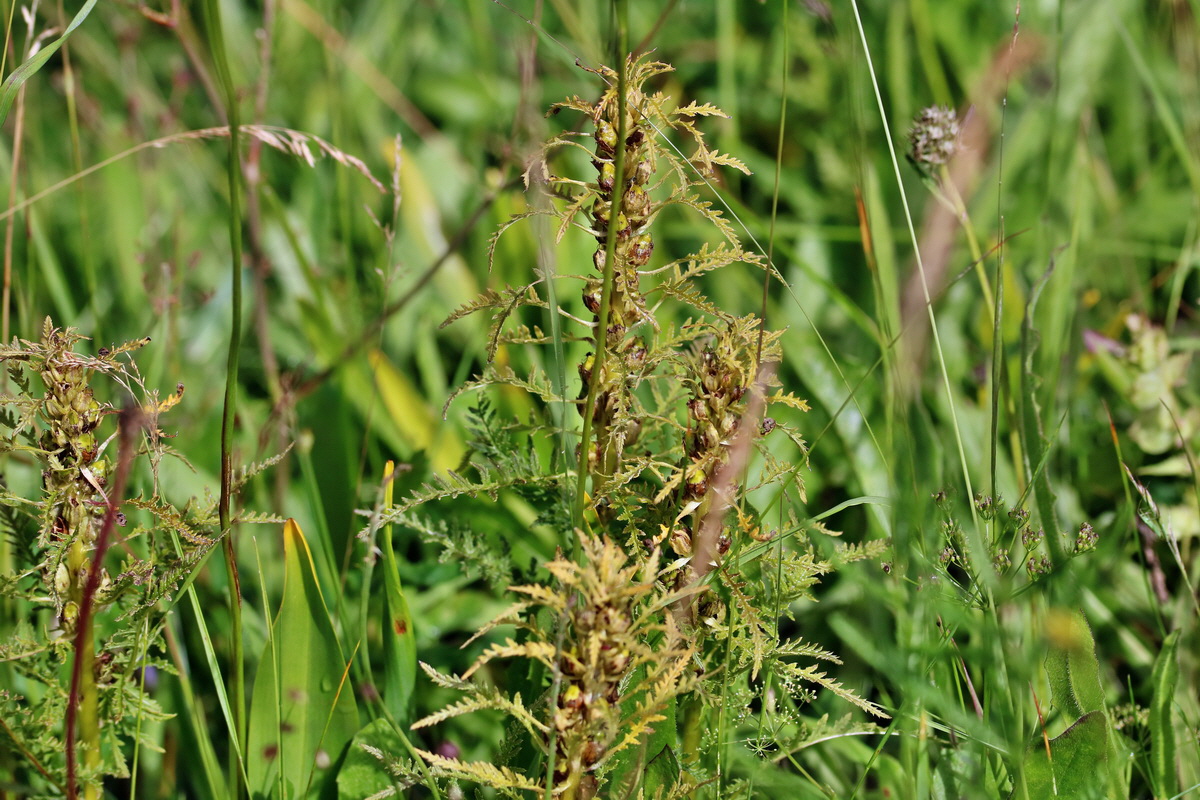 2017_07_11_039104p_Bildgr��e �ndern