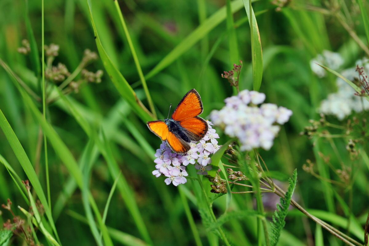 2017_07_11_039116p_Bildgr��e �ndern