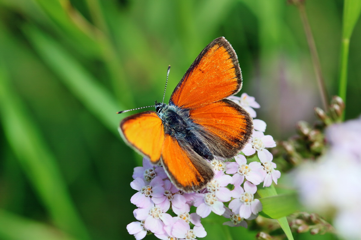 2017_07_11_039121p_Bildgr��e �ndern