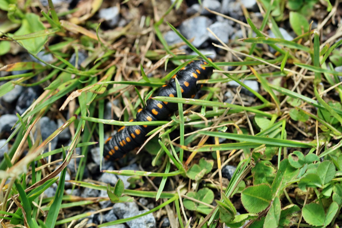 2017_07_11_039128p_Bildgr��e �ndern