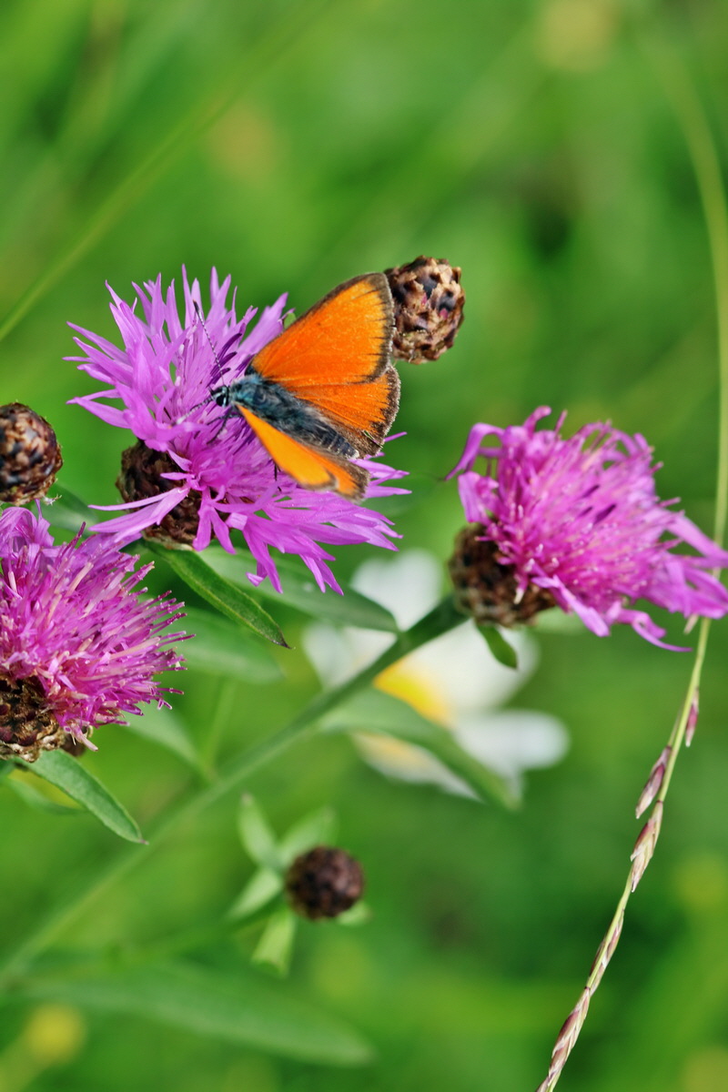 2017_07_11_039145p_Bildgr��e �ndern