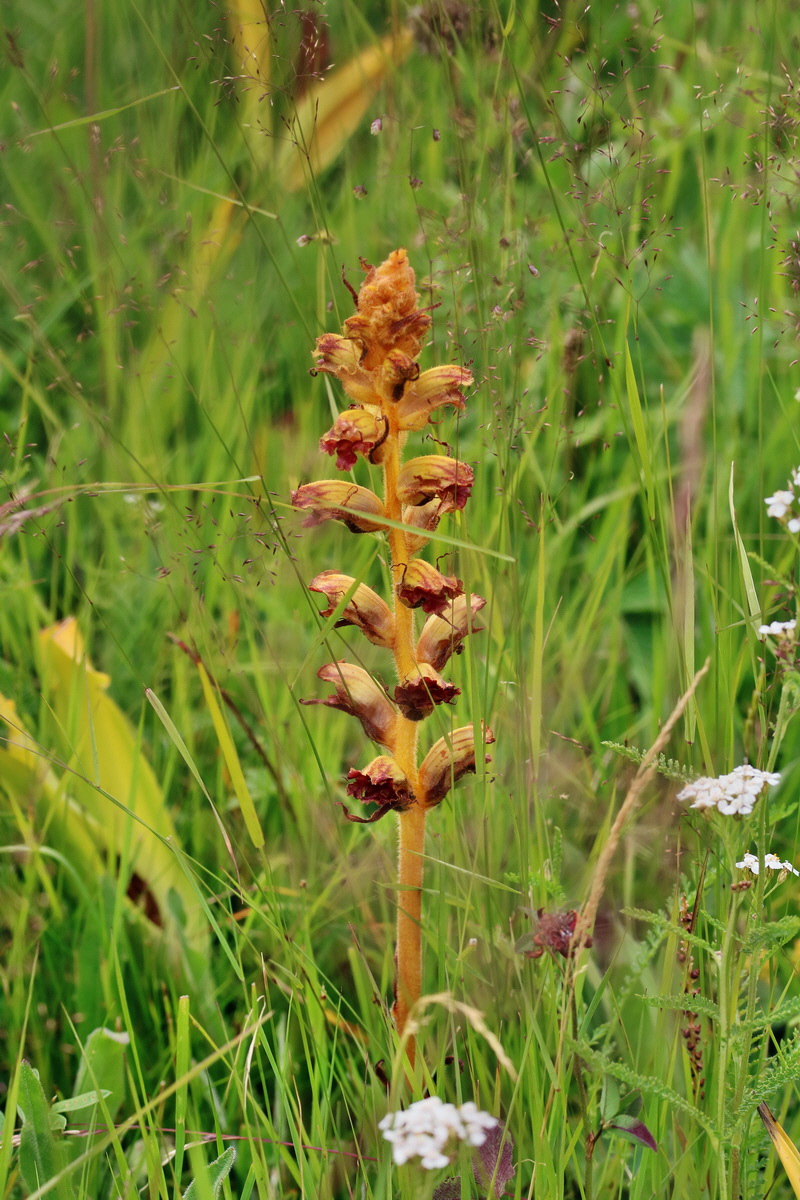 2017_07_11_039165p_Bildgr��e �ndern