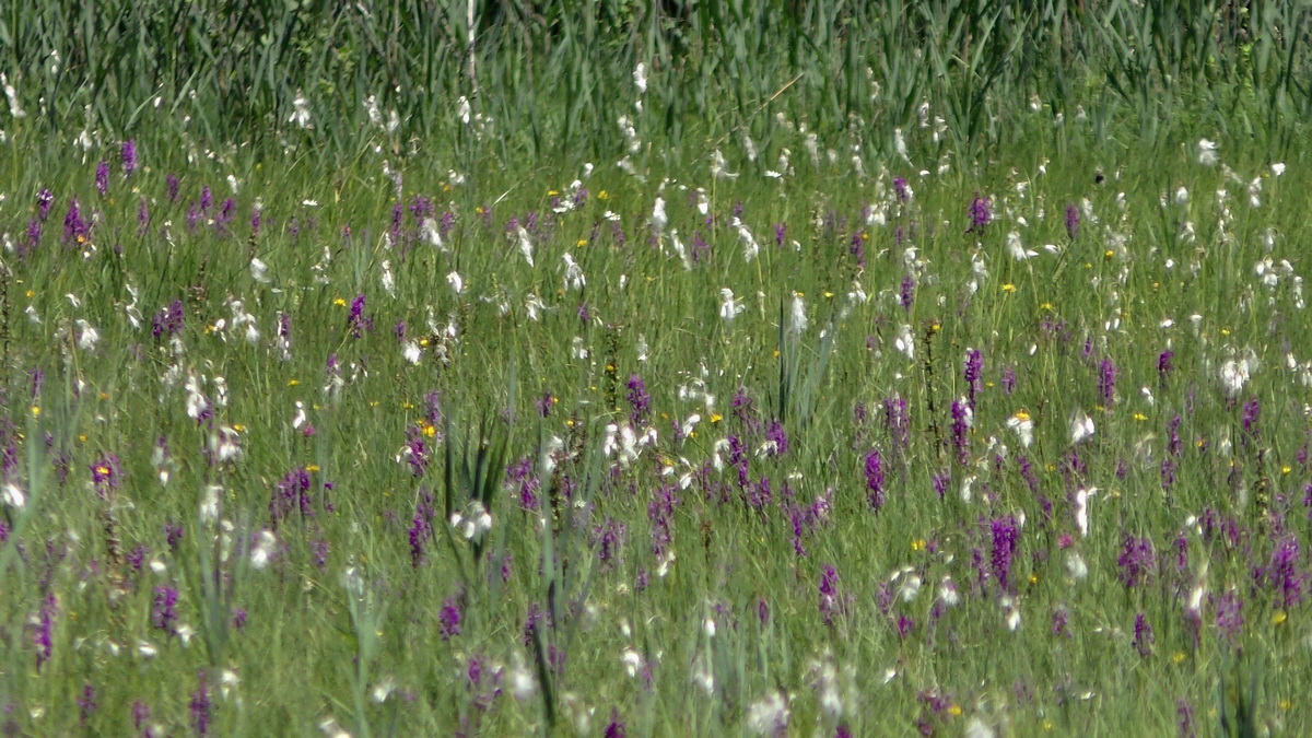 06-26-2017_142249p_Bildgr��e �ndern