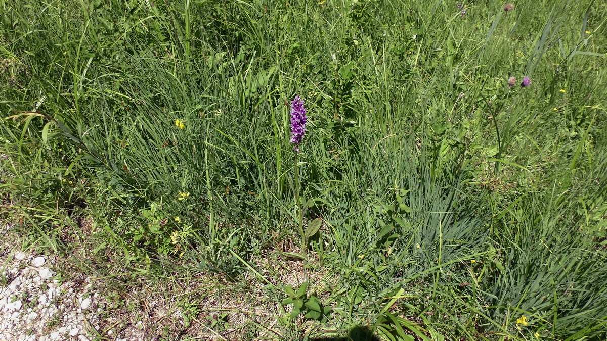 06-26-2017_142533p_Bildgr��e �ndern