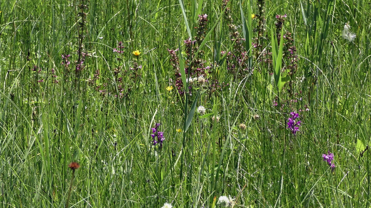 06-26-2017_143408p_Bildgr��e �ndern