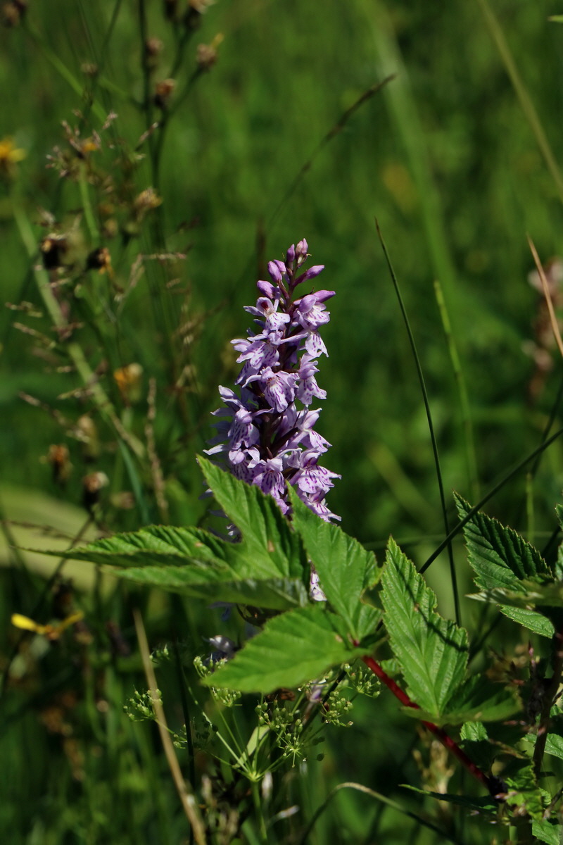 2017_06_26_035304p_Bildgr��e �ndern