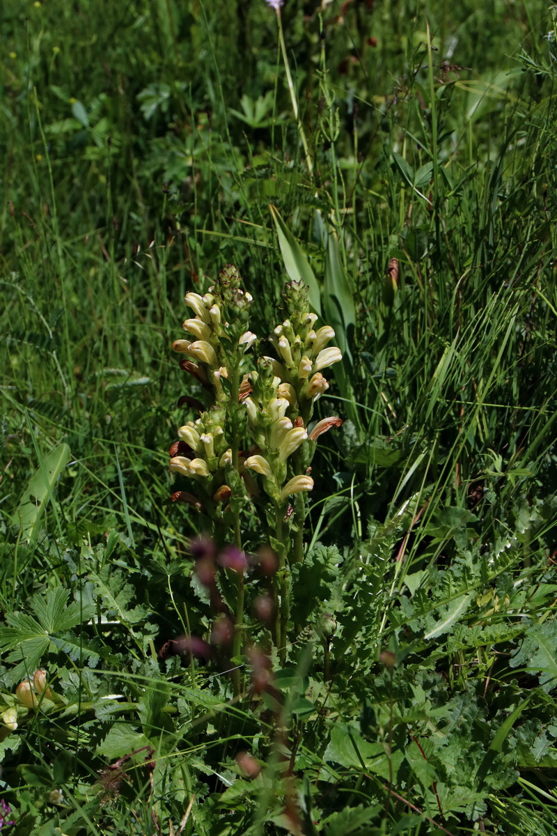 2017_06_26_035315p_Bildgr��e �ndern