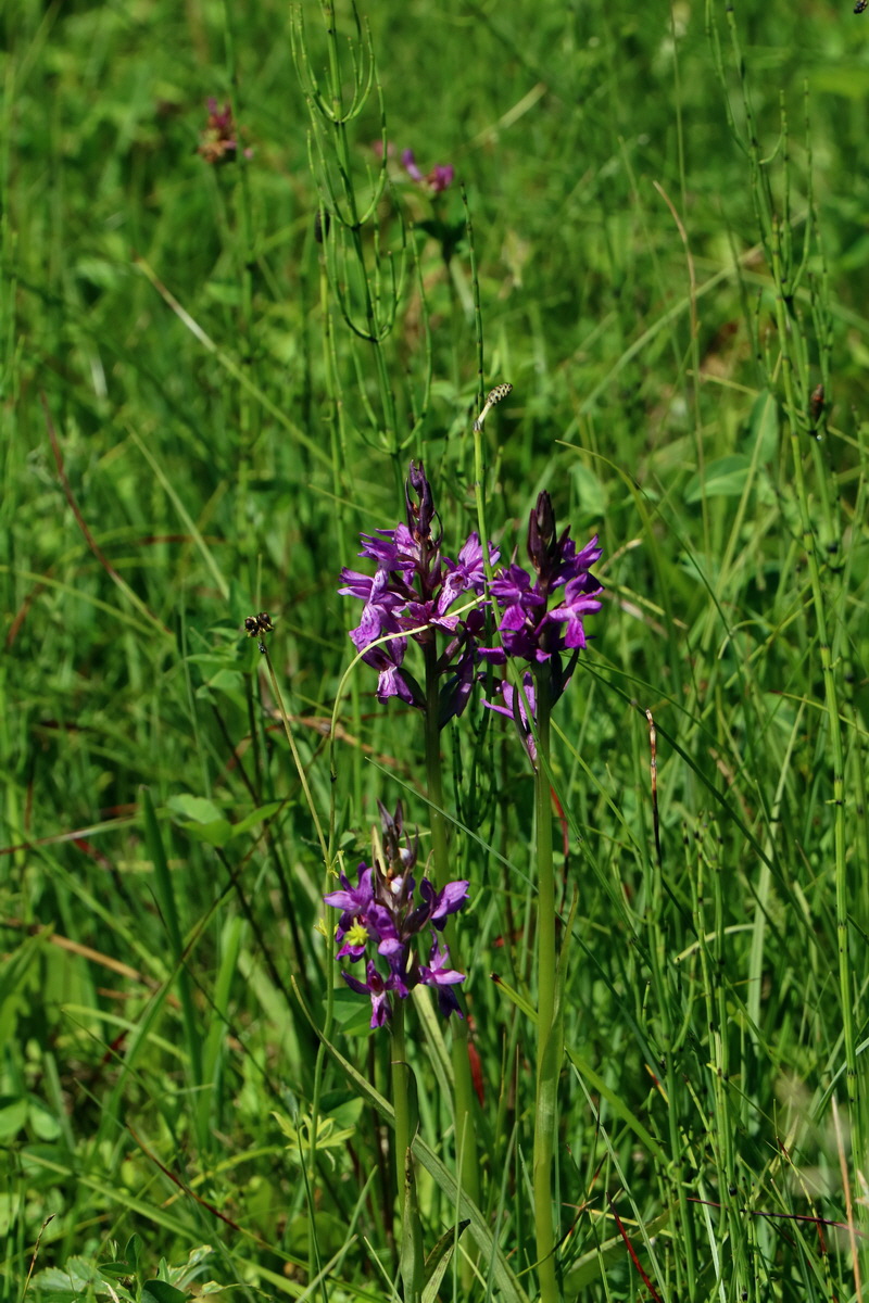 2017_06_26_035319p_Bildgr��e �ndern