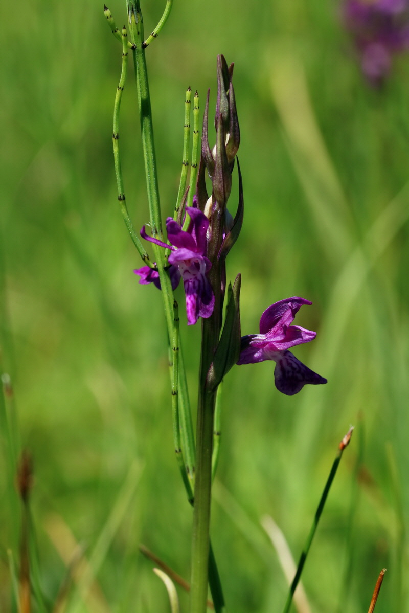 2017_06_26_035328p_Bildgr��e �ndern