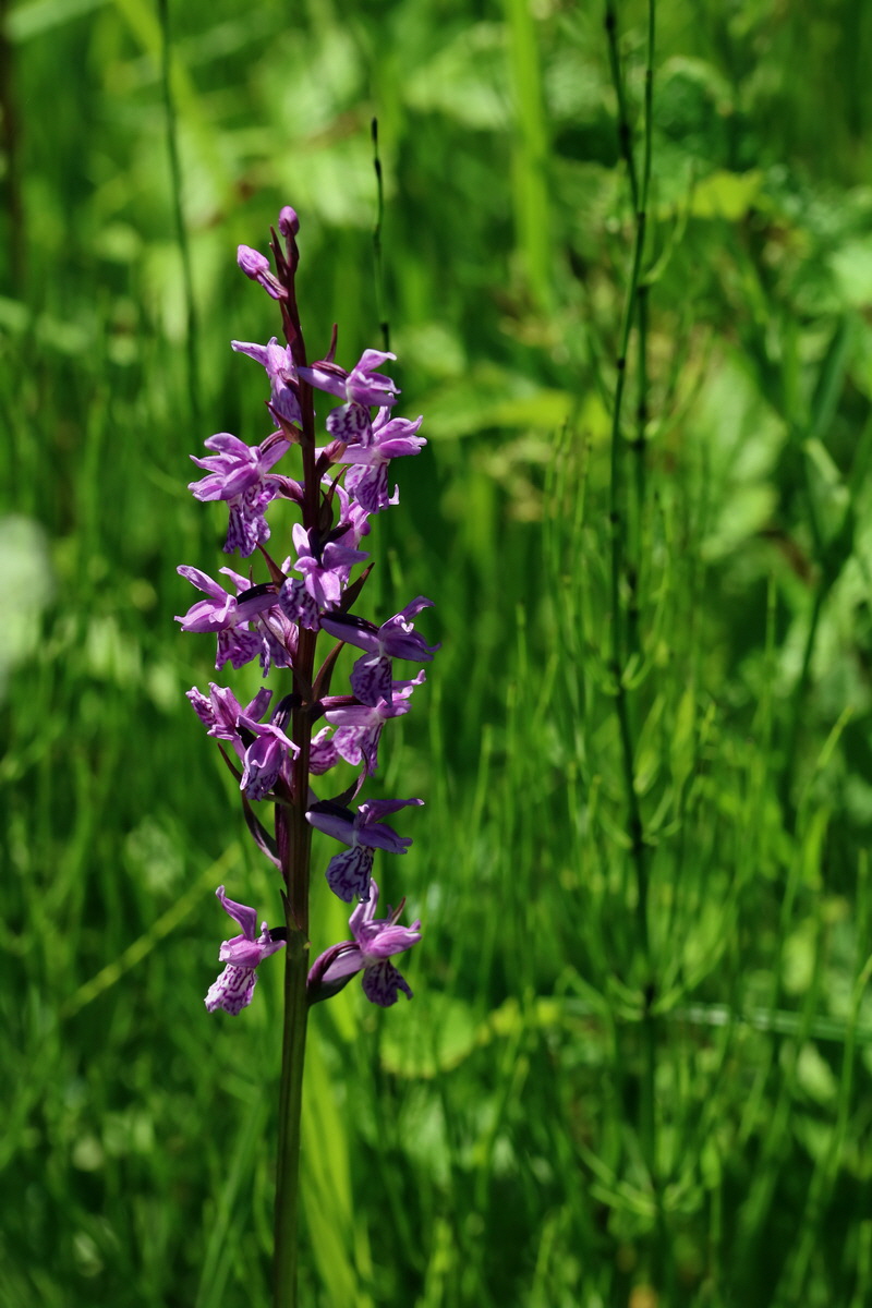 2017_06_26_035343p_Bildgr��e �ndern