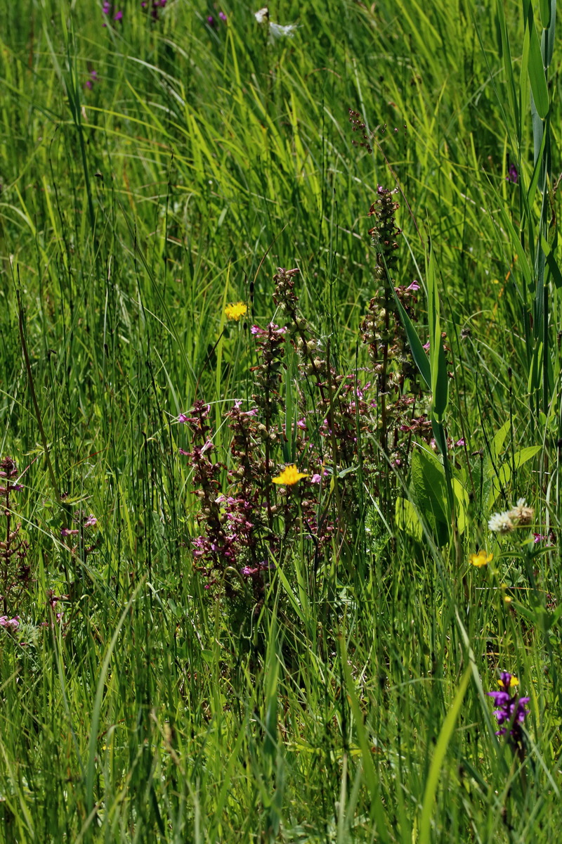 2017_06_26_035346p_Bildgr��e �ndern