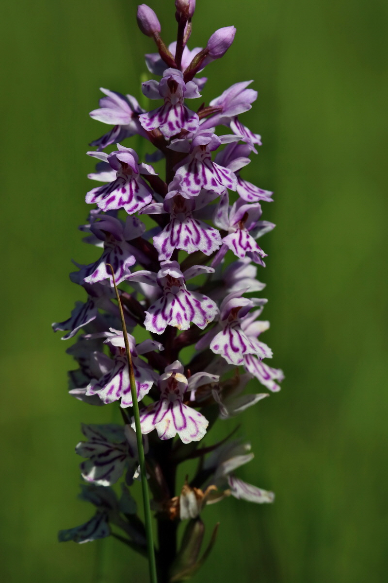 2017_06_26_035358p_Bildgr��e �ndern