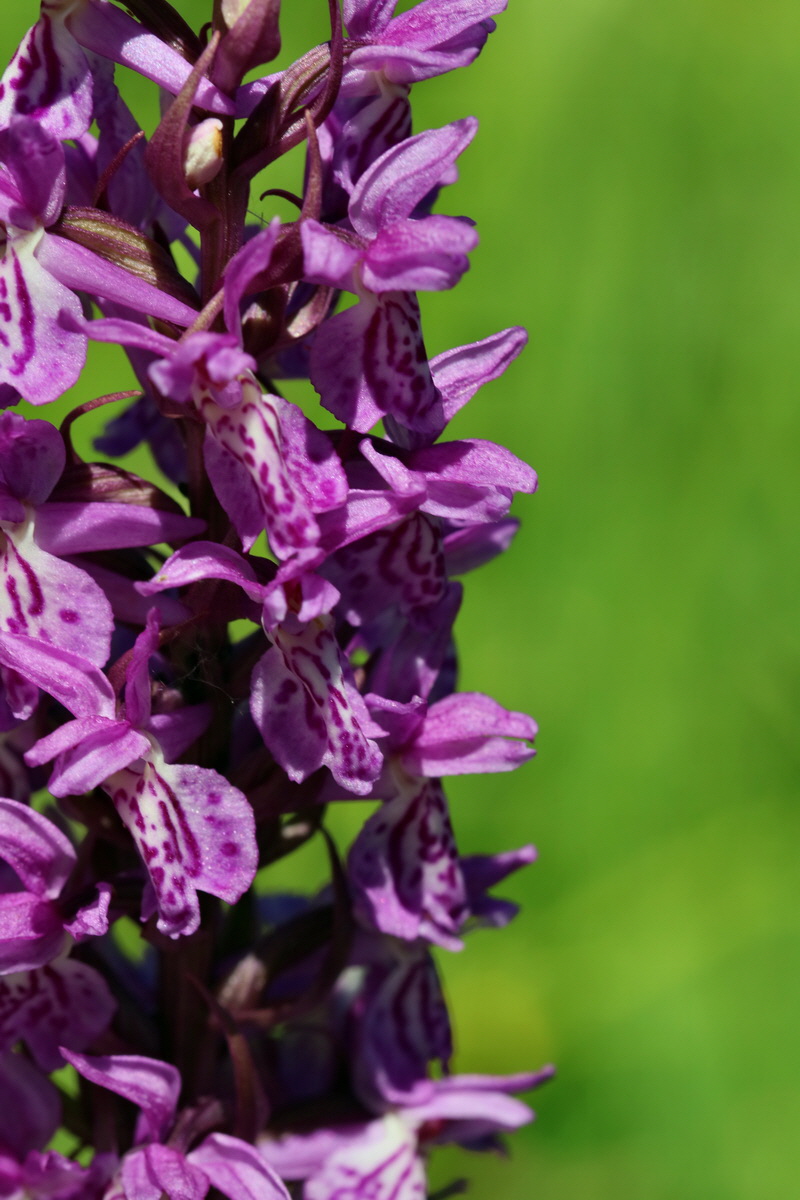 2017_06_26_035375p_Bildgr��e �ndern