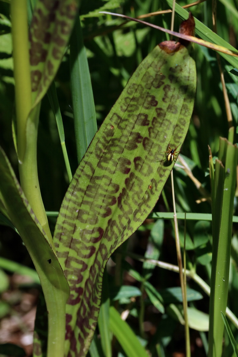 2017_06_26_035377p_Bildgr��e �ndern