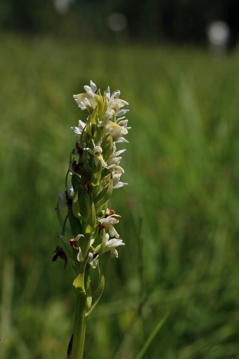 2017_06_26_035431p_Bildgr��e �ndern