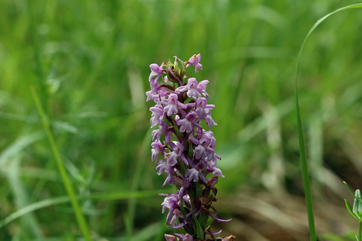 2017_06_27_035452p_Bildgr��e �ndern