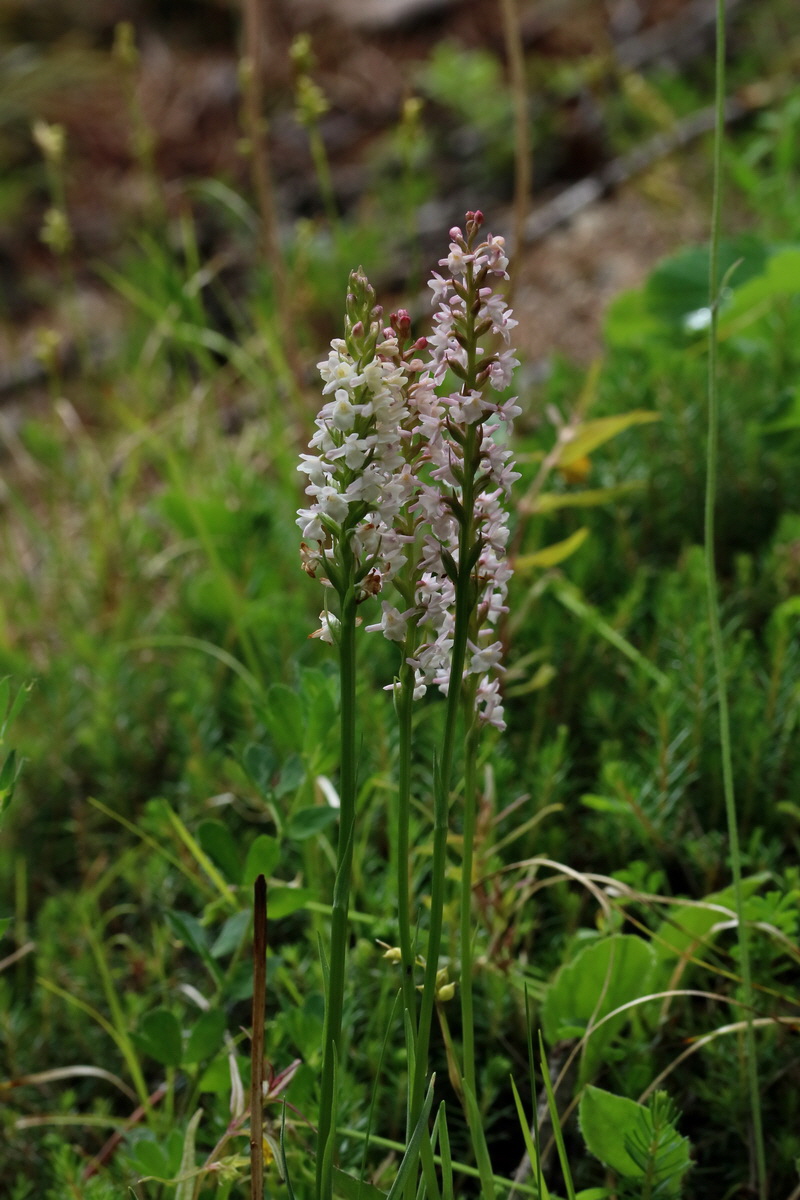 2017_06_27_035473p_Bildgr��e �ndern