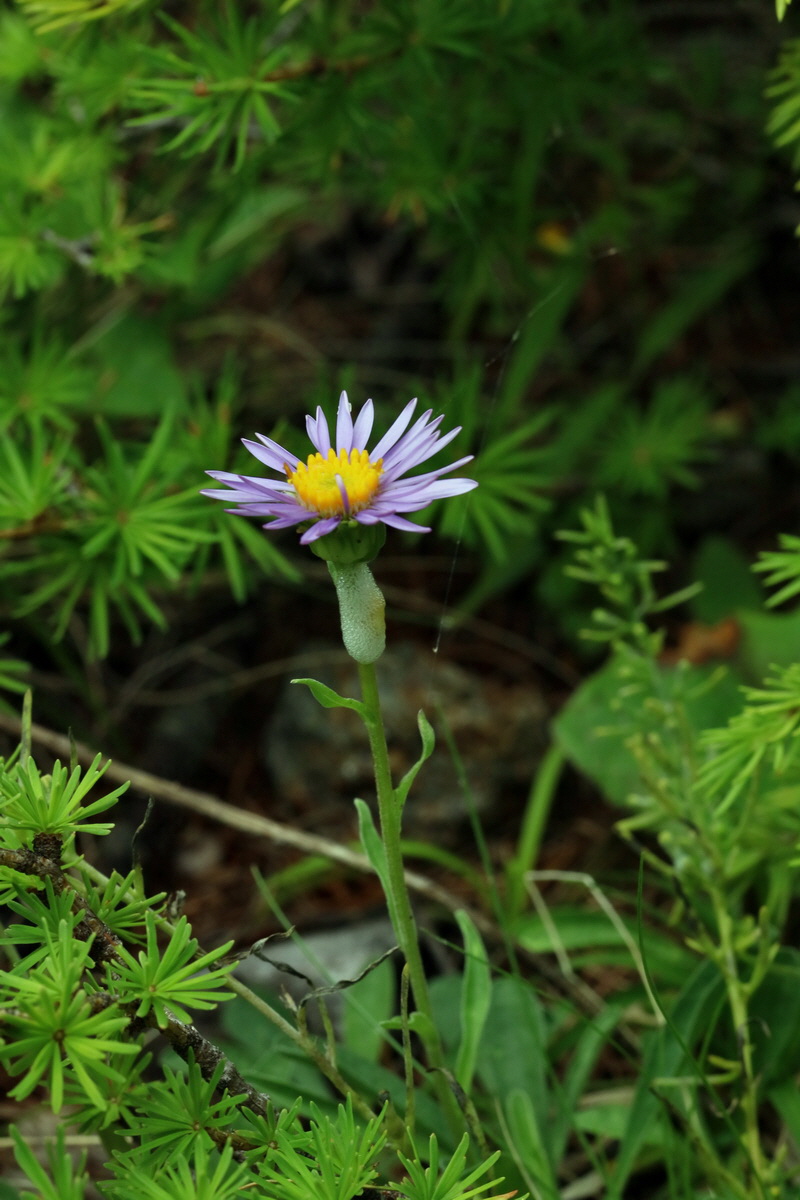 2017_06_27_035483p_Bildgr��e �ndern