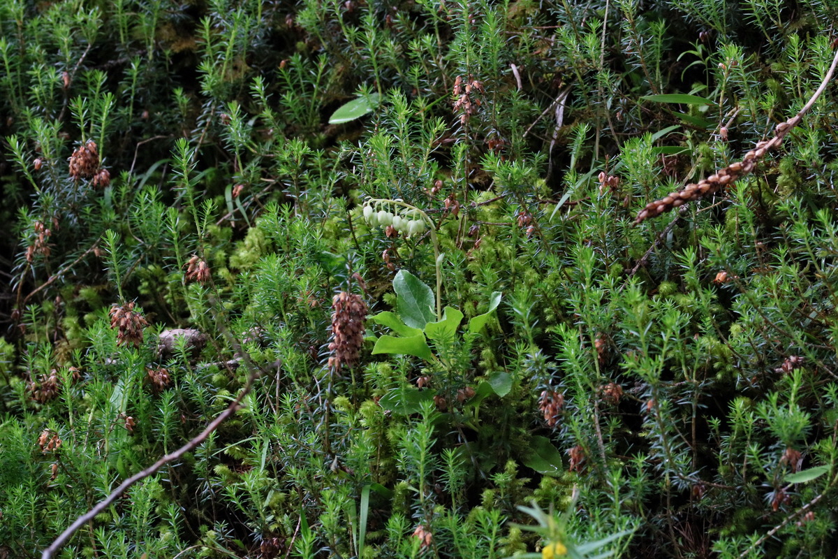 2017_06_27_035490p_Bildgr��e �ndern