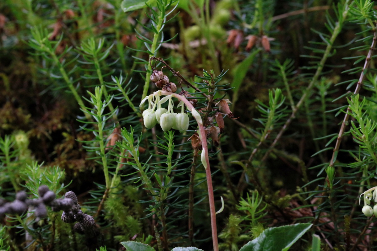 2017_06_27_035494p_Bildgr��e �ndern