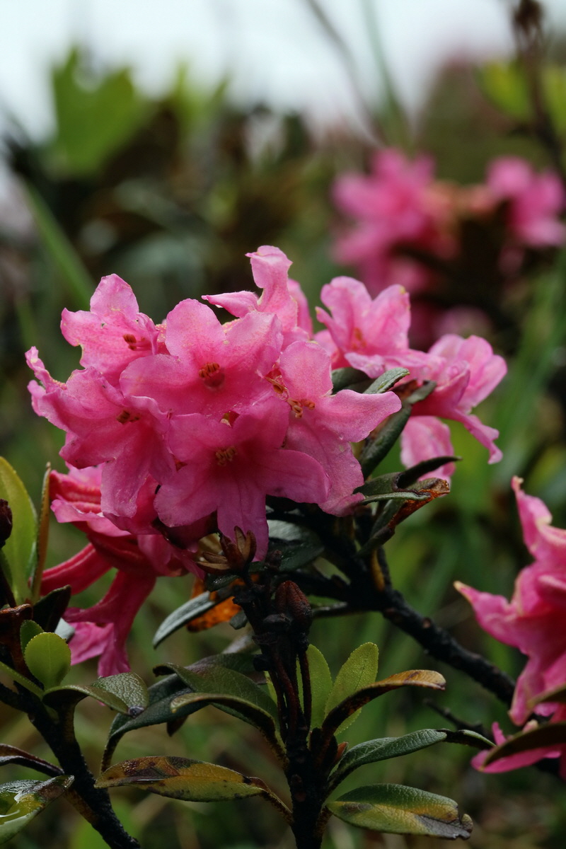 2017_06_27_035504p_Bildgr��e �ndern