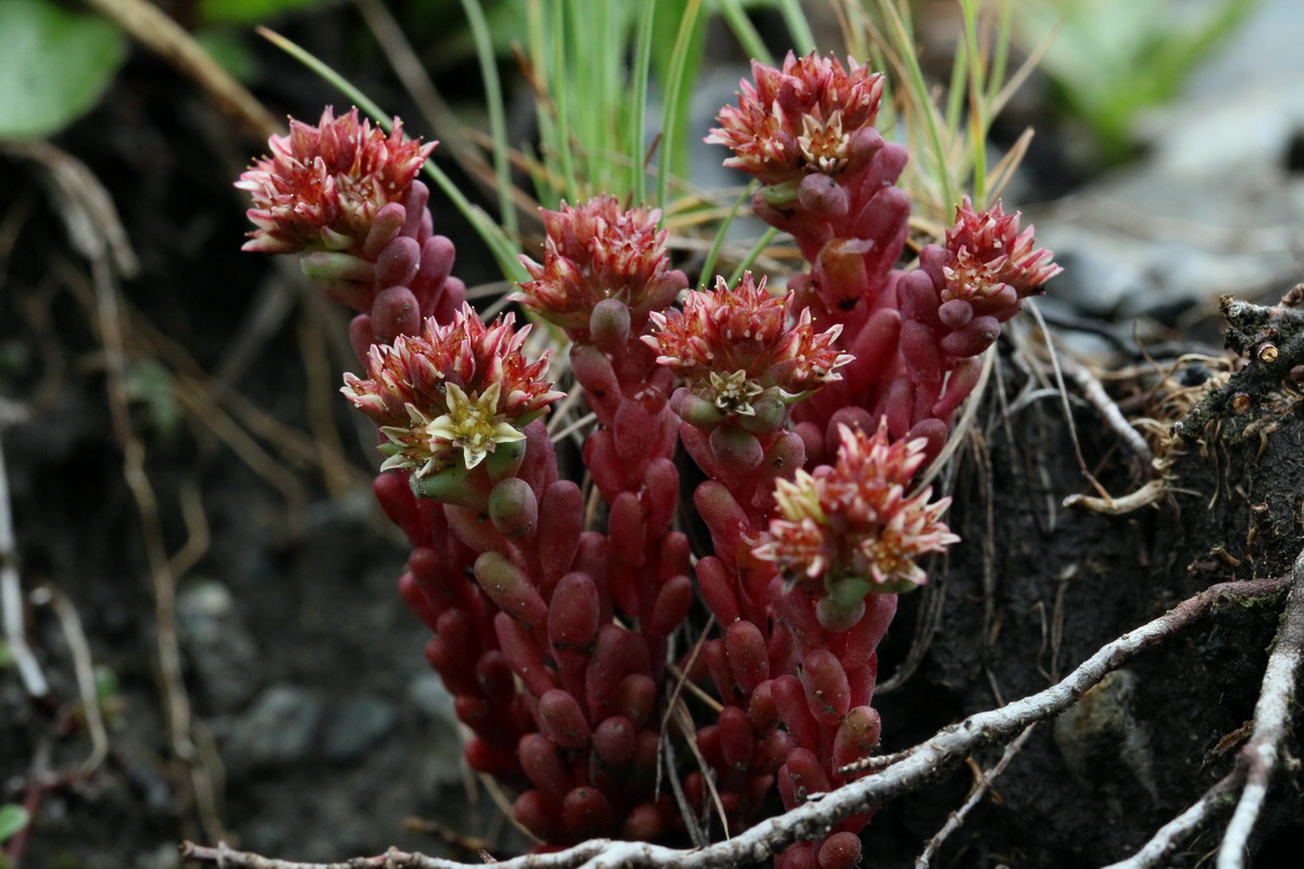 2017_06_27_035516p_Bildgr��e �ndern