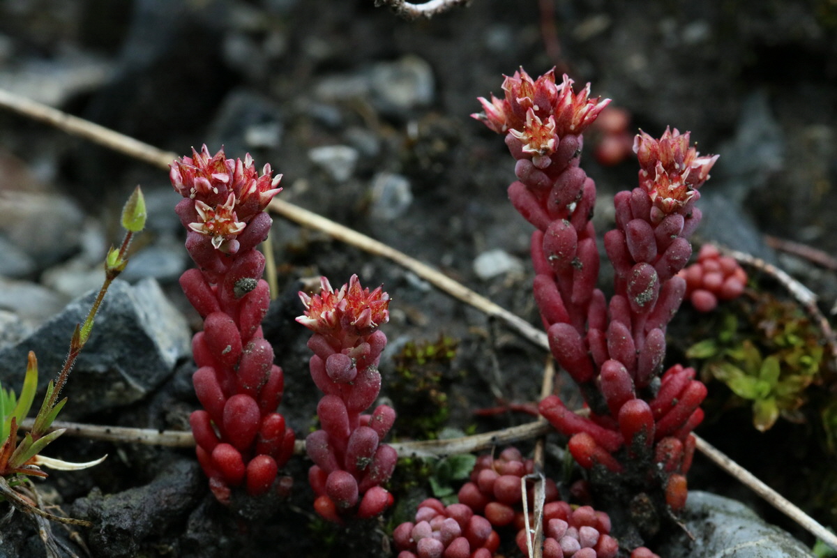 2017_06_27_035519p_Bildgr��e �ndern