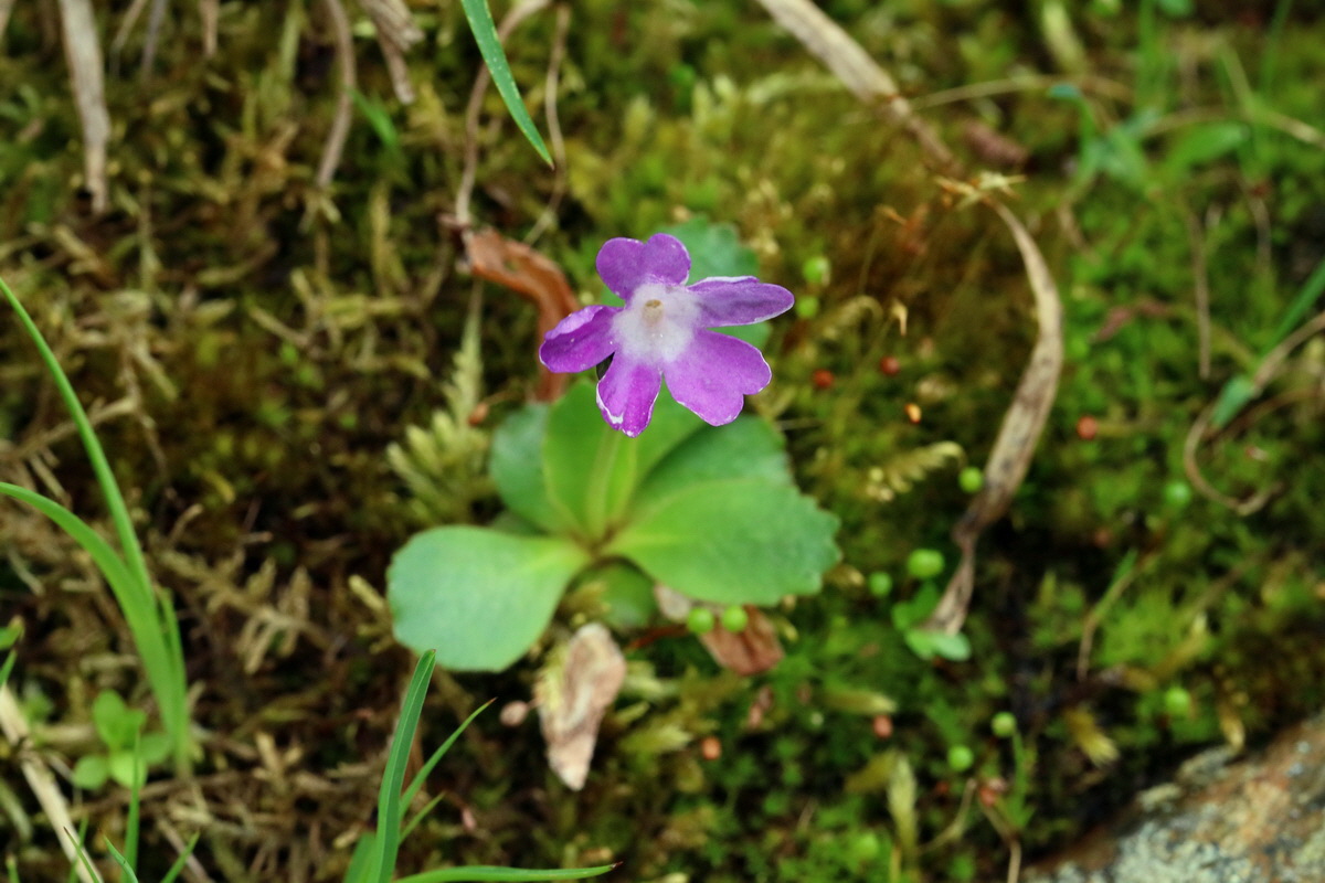 2017_06_27_035539p_Bildgr��e �ndern