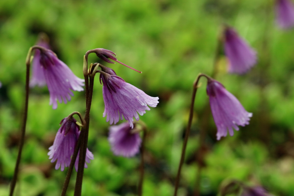 2017_06_27_035584p_Bildgr��e �ndern