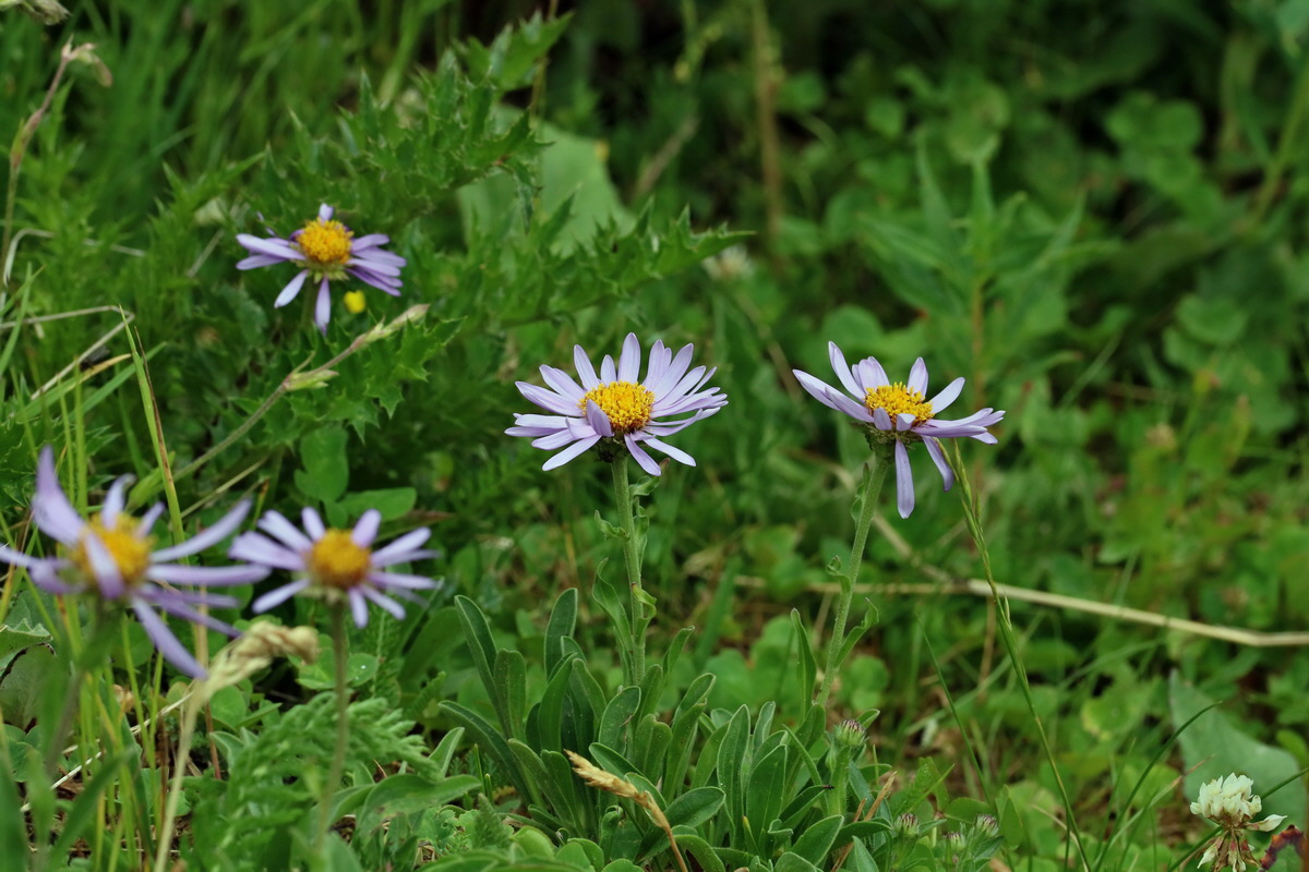 2017_06_27_035597p_Bildgr��e �ndern