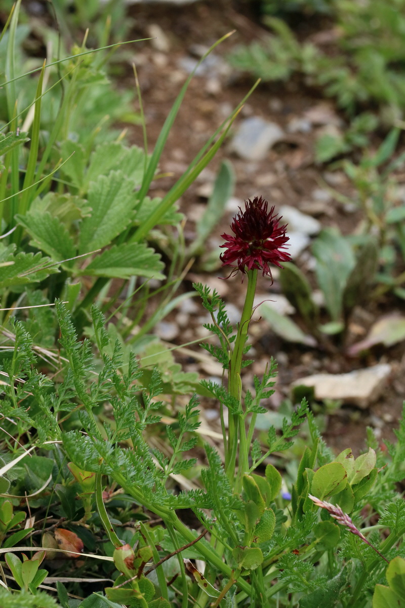 2017_06_27_035605p_Bildgr��e �ndern