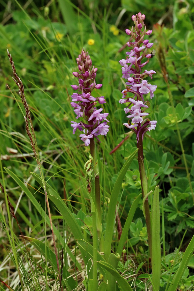 2017_06_28_035765p_Bildgr��e �ndern