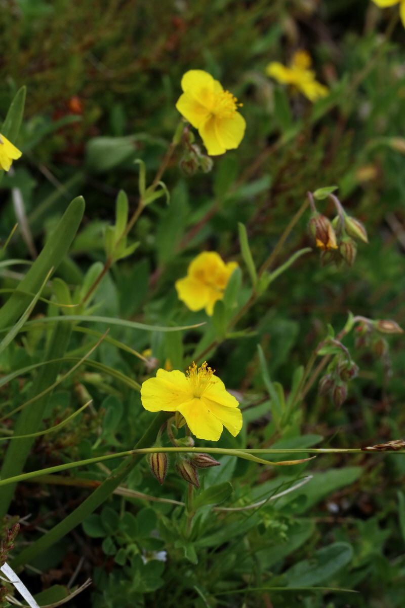 2017_06_28_035830p_Bildgr��e �ndern