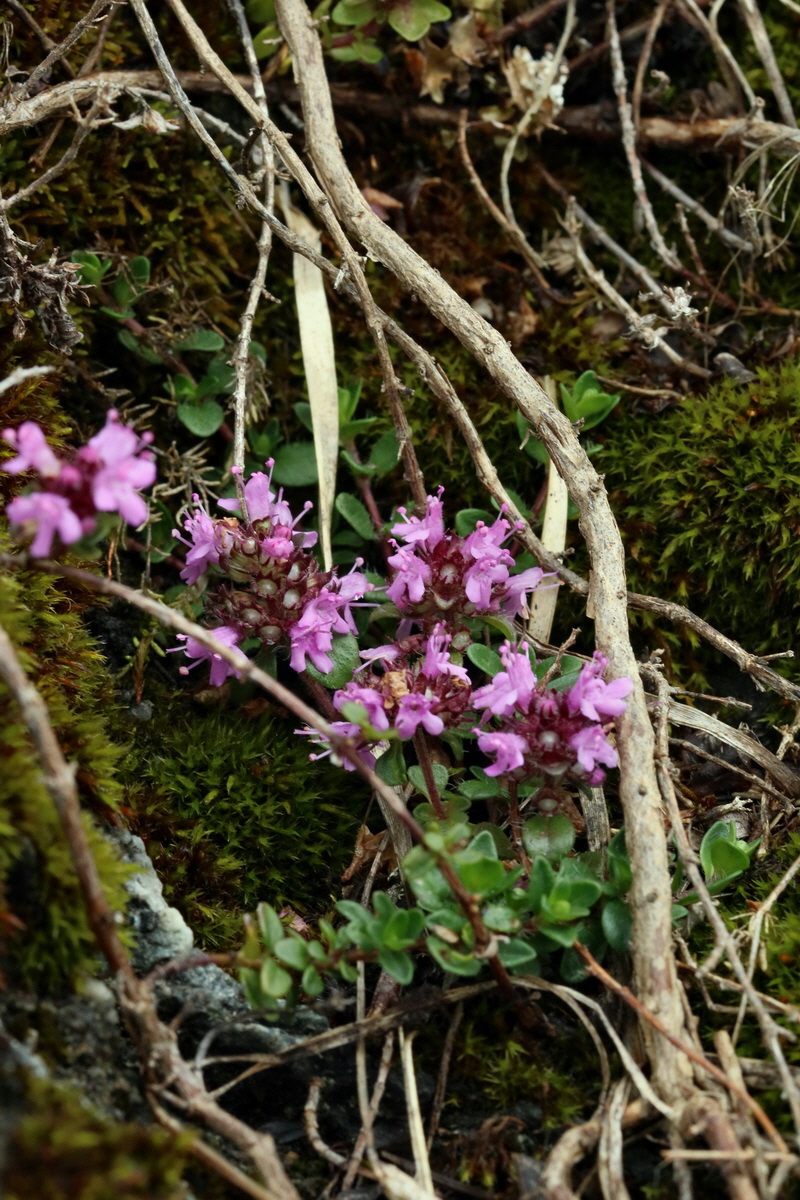 2017_06_28_035835p_Bildgr��e �ndern