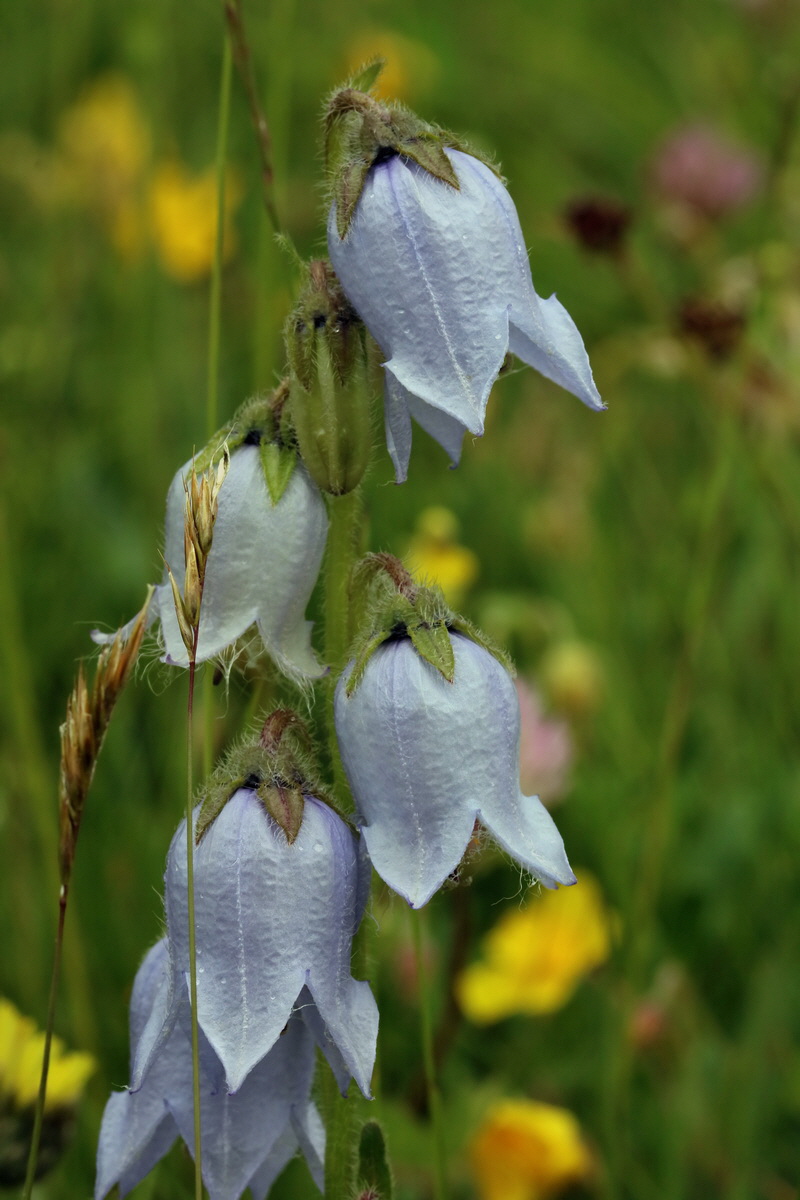 2017_06_28_035836p_Bildgr��e �ndern