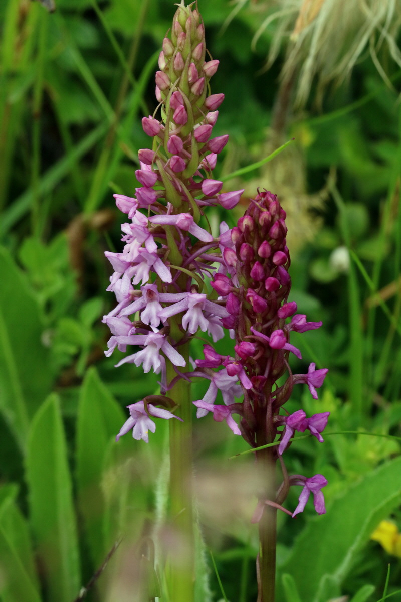 2017_06_28_035843p_Bildgr��e �ndern