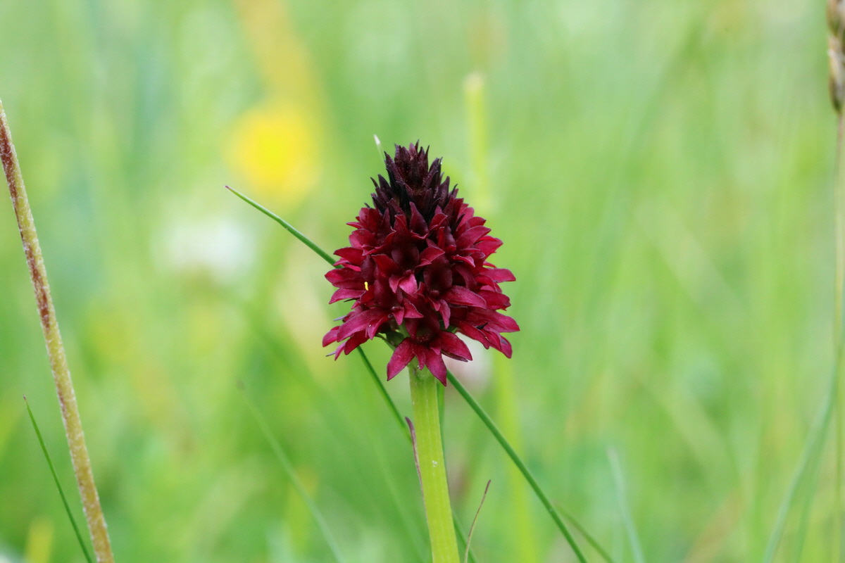 2017_06_28_035884p_Bildgr��e �ndern