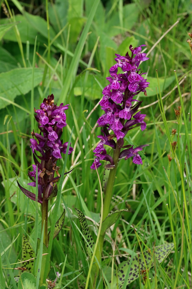 2017_06_28_035978p_Bildgr��e �ndern