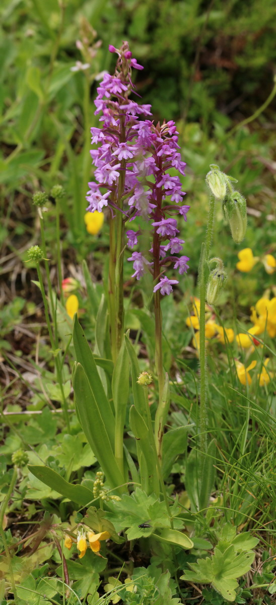 [Group 2]-2017_06_28_035734_2017_06_28_035742-4 images_Bildgr��e �ndern