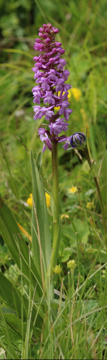 [Group 2]-2017_06_28_035743_2017_06_28_035748-6 images_Bildgr��e �ndern