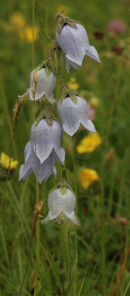 [Group 4]-2017_06_28_035836_2017_06_28_035839-4 images_Bildgr��e �ndern