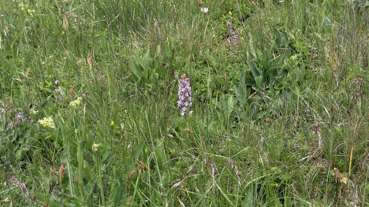 06-28-2017_131553(1)p_Bildgr��e �ndern