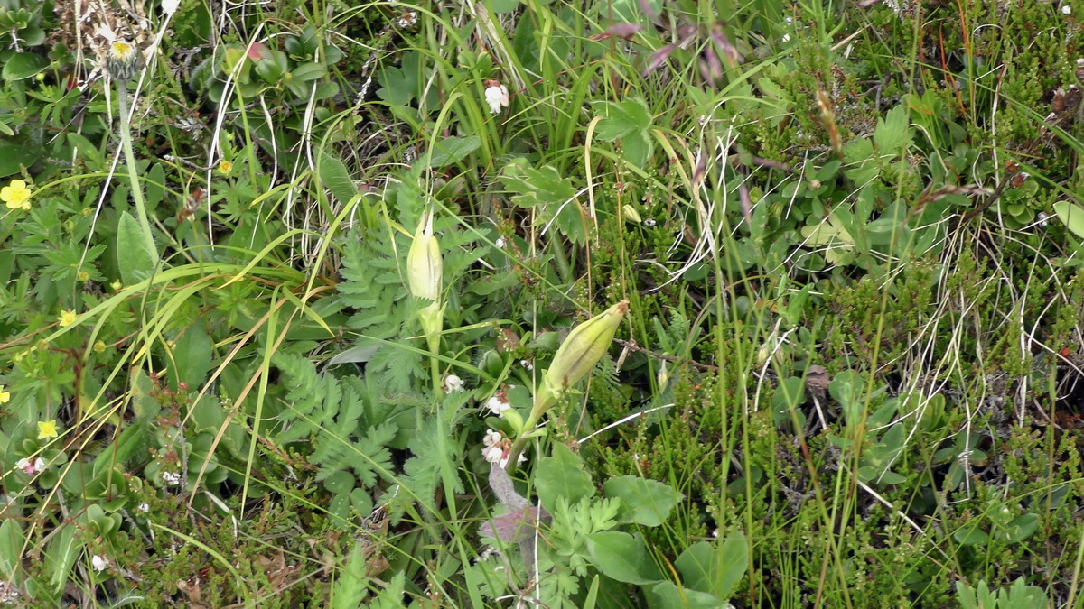 06-28-2017_141857p_Bildgr��e �ndern