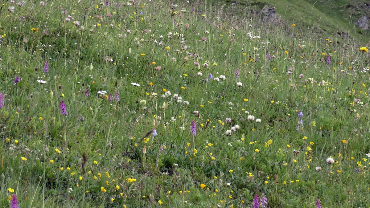 06-28-2017_142102(1)p_Bildgr��e �ndern