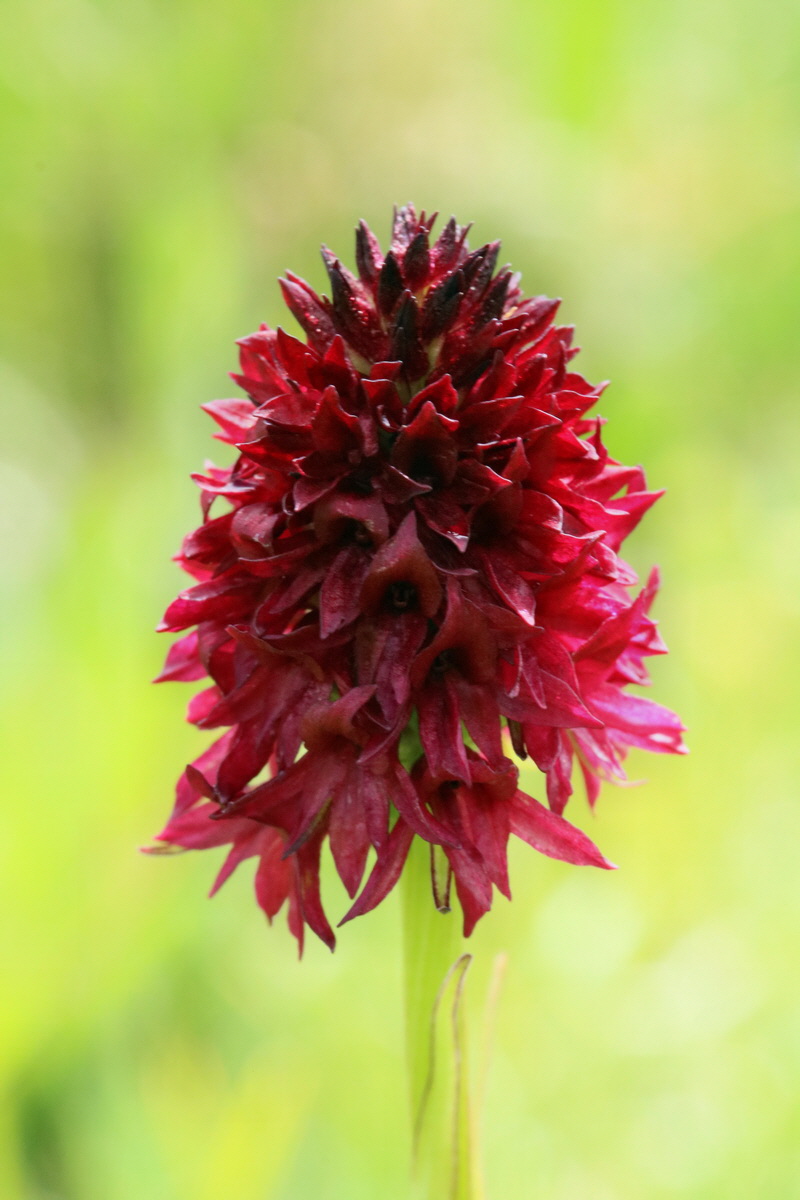 2017_06_29_036136p_Bildgr��e �ndern