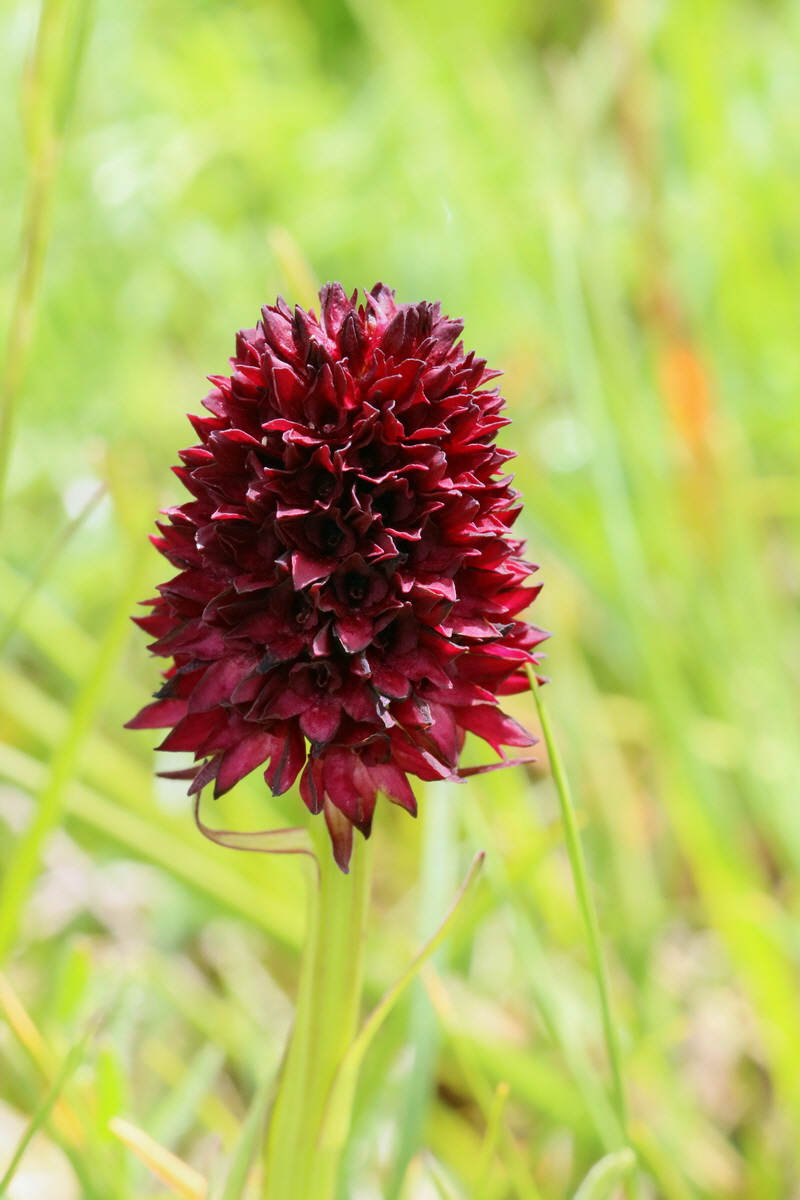 2017_06_29_036155p_Bildgr��e �ndern