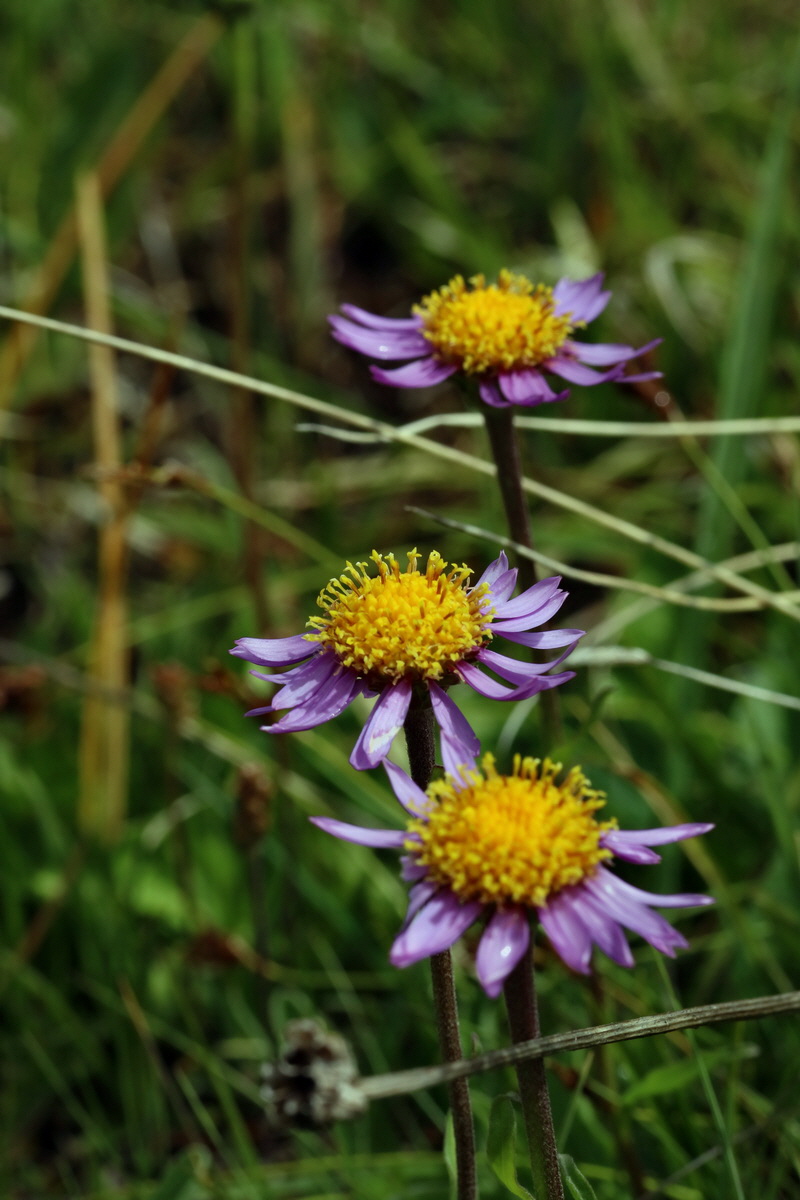 2017_06_29_036157p_Bildgr��e �ndern