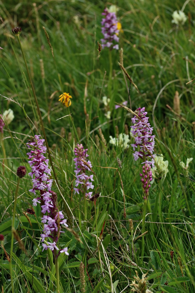 2017_06_29_036162p_Bildgr��e �ndern