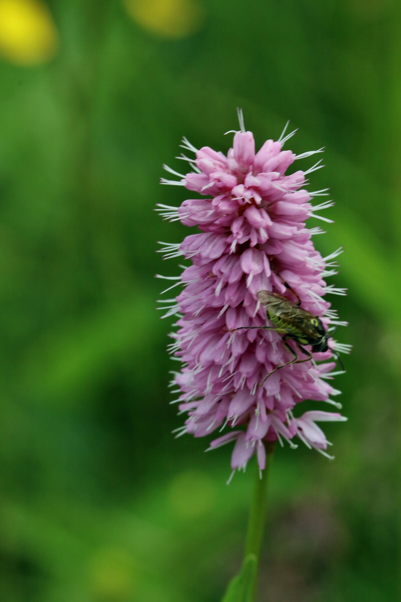 2017_06_29_036186p_Bildgr��e �ndern