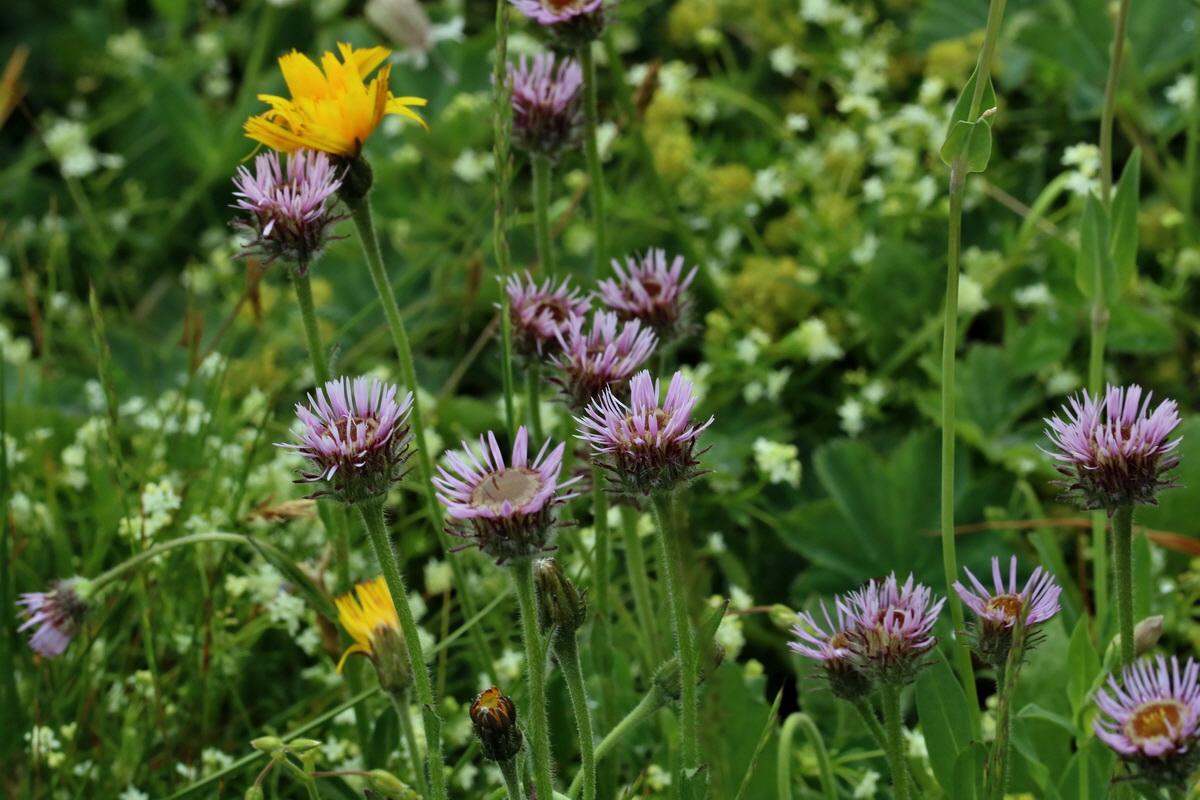 2017_06_29_036198p_Bildgr��e �ndern